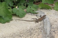 Phoenicolacerta troodica