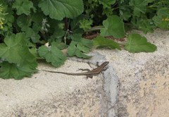 Phoenicolacerta troodica