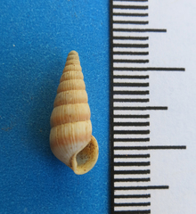 Leptachatina