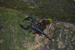 Heterometrus spinifer