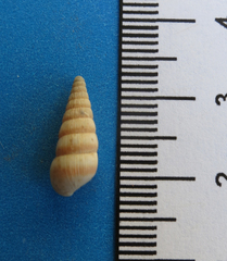 Leptachatina