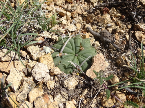 Stenocactus coptonogonus