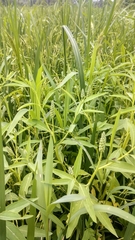 Sphenoclea zeylanica