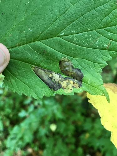 Maple leafblotch miner photo 3