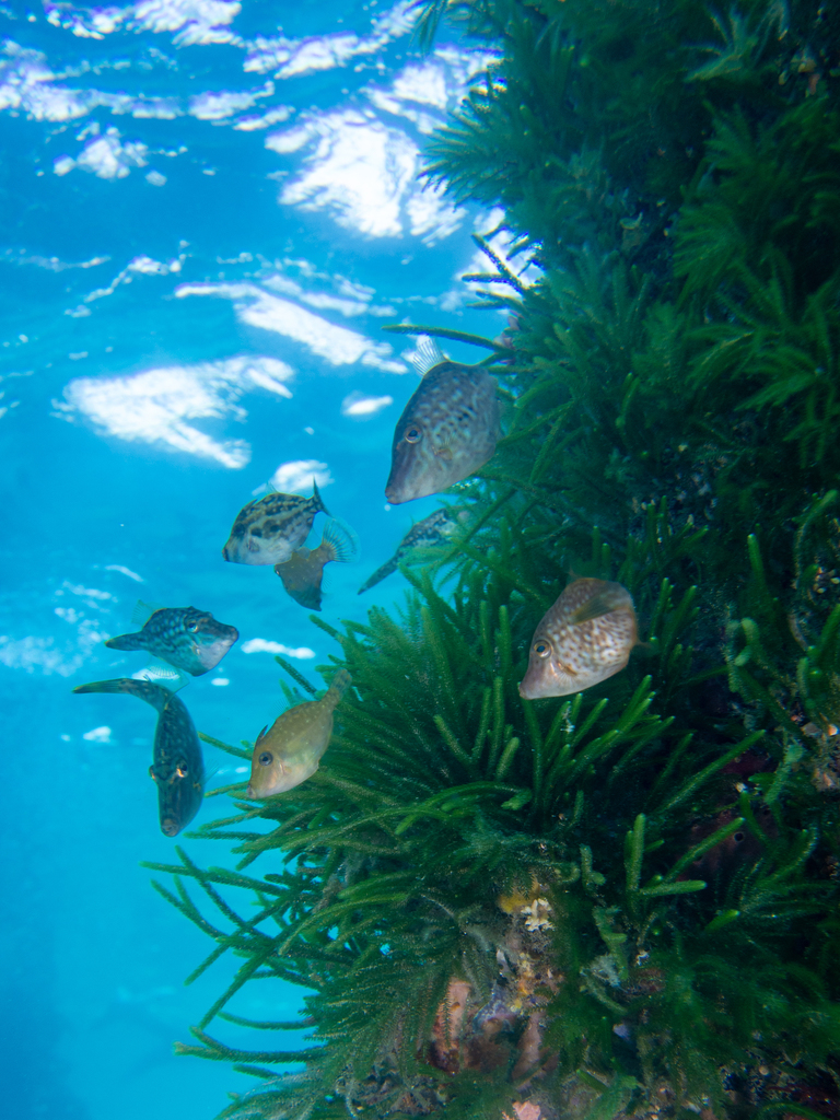 Brown Leatherjacket