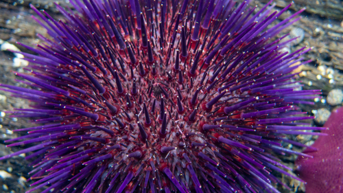 Western Pacific purple sea urchin