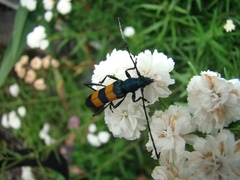 Polyzonus fasciatus