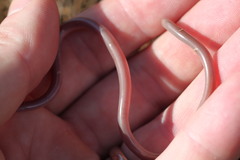 Xerotyphlops vermicularis