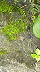 Elaphroconcha