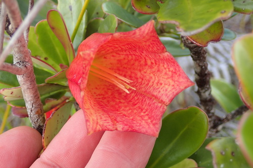 Thiollierea campanulata observed 2023-08-08