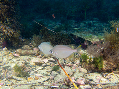 Parequula melbournensis