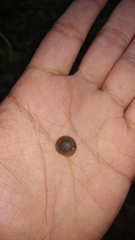 Elaphroconcha