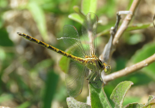 Phyllocycla viridipleuris