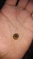 Elaphroconcha