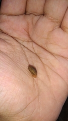 Elaphroconcha