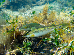Blue Weed-Whiting photo 3