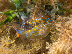 Aracana ornata