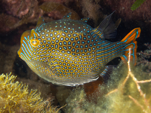 Ornate Cowfish, photo 8 of 10