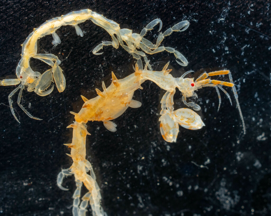 Aeginella