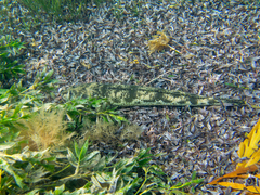 Platycephalus laevigatus