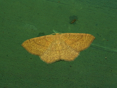 Cyclophora ruficiliaria