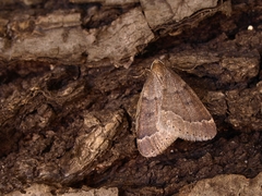 Theria rupicapraria