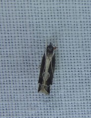 Chaliniastis astrapaea