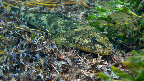 Platycephalus laevigatus