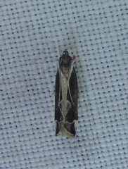 Chaliniastis astrapaea