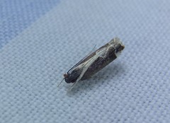 Chaliniastis astrapaea