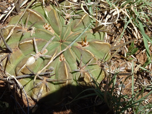 Stenocactus coptonogonus