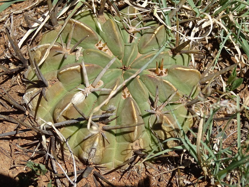 Stenocactus coptonogonus