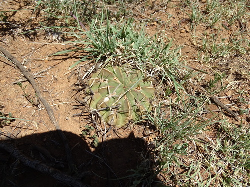 Stenocactus coptonogonus