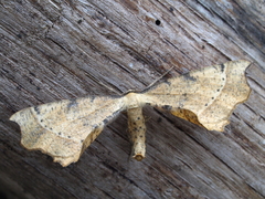 Artiora evonymaria