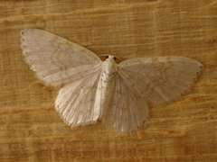 Asthena albulata