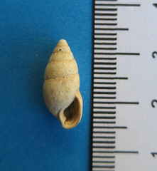 Leptachatina