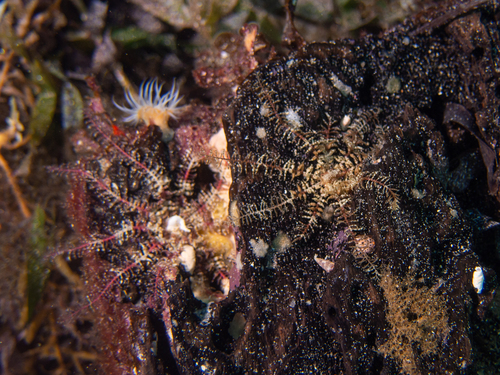 Antedonidae