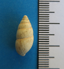 Leptachatina