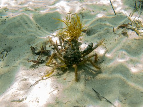 Naxia aurita