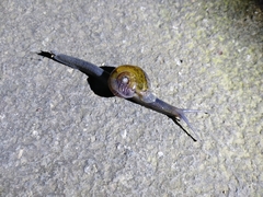 Petalochlamys