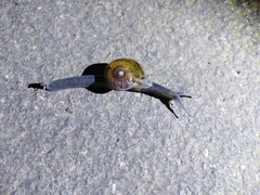 Petalochlamys