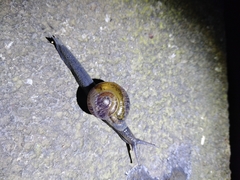 Petalochlamys