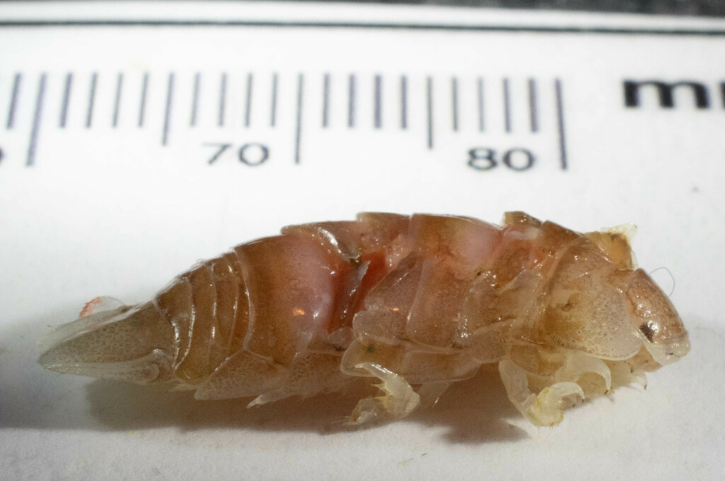 Politolana microphthalma
