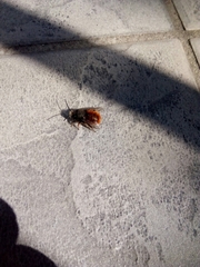 Osmia cornuta