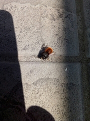 Osmia cornuta