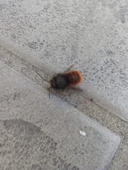 Osmia cornuta