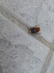 Osmia cornuta