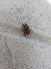 Osmia cornuta