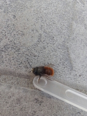 Osmia cornuta