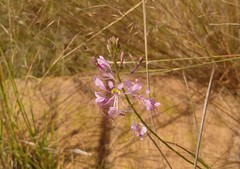Cleome maculata
